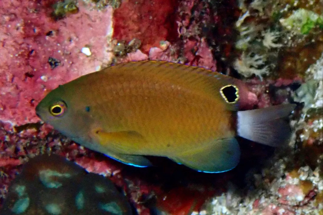 Whitetail Damsel (Pomacentrus chrysurus)