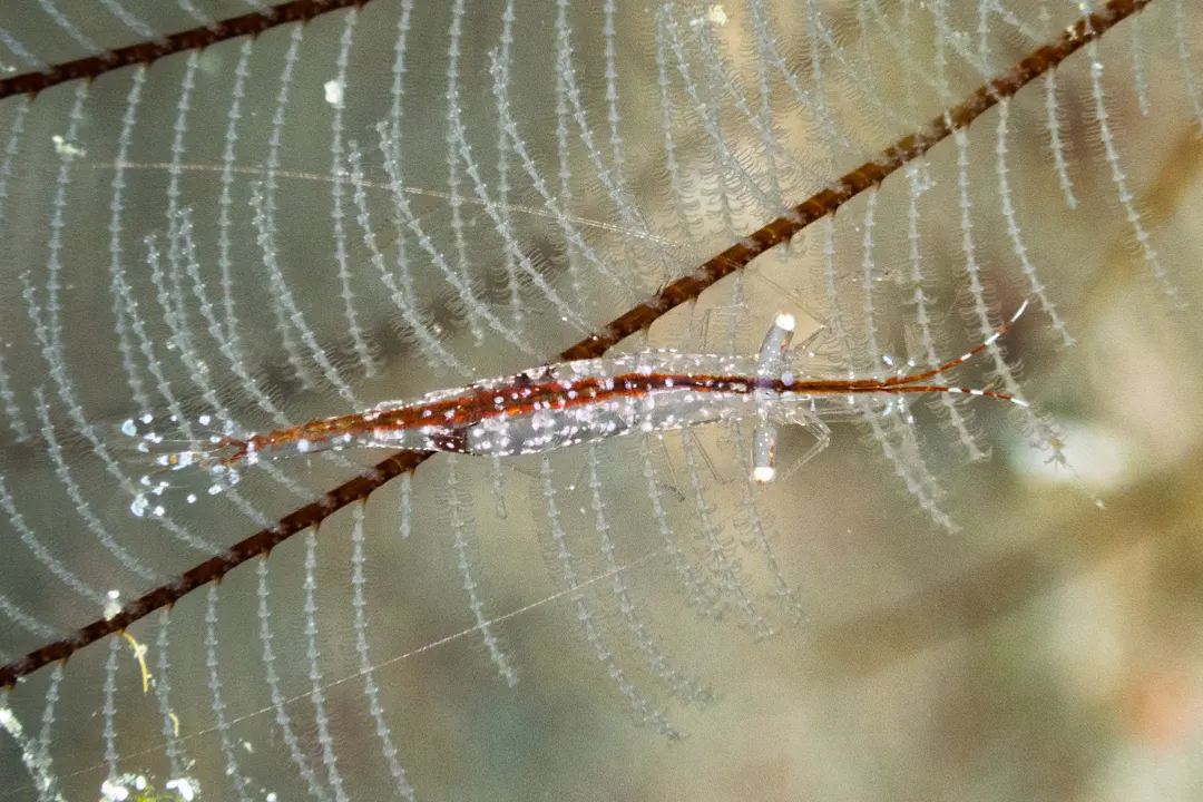 Translucent Gorgonian Shrimp (Manipontonia psamathe)