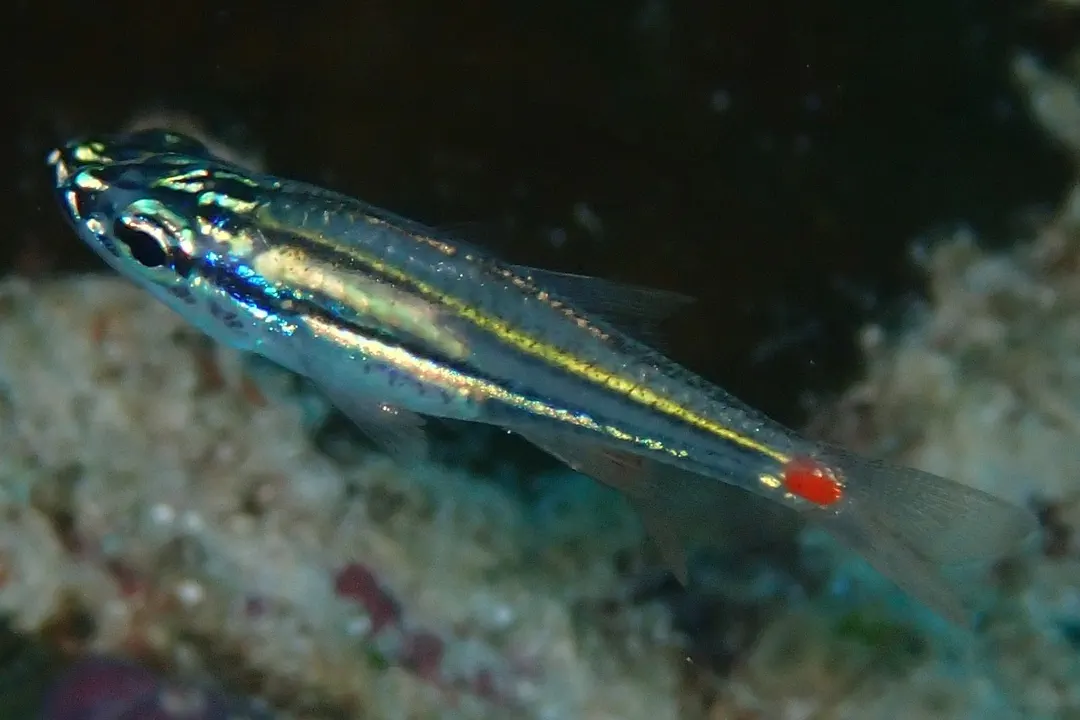 Redspot Cardinalfish (Ostorhinchus parvulus)
