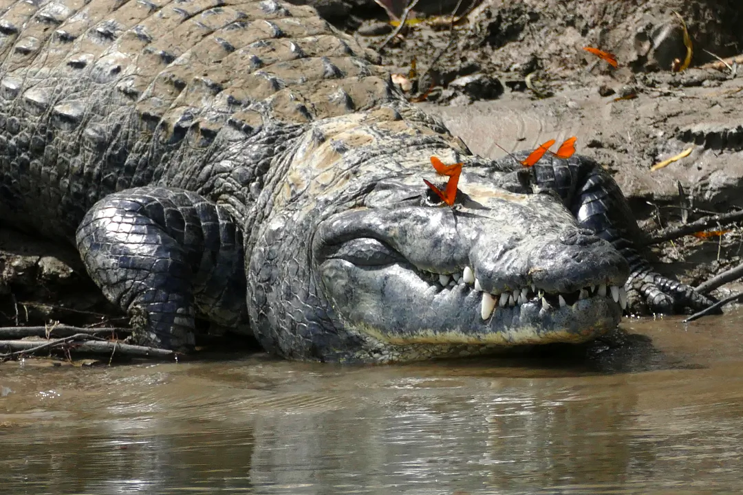 Mexican crocodile