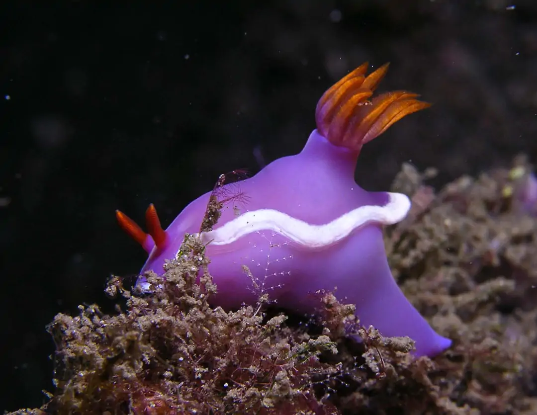 Seabook: Hypselodoris variobranchia