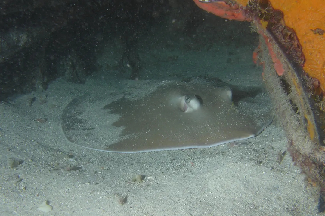 Jenkins Whipray