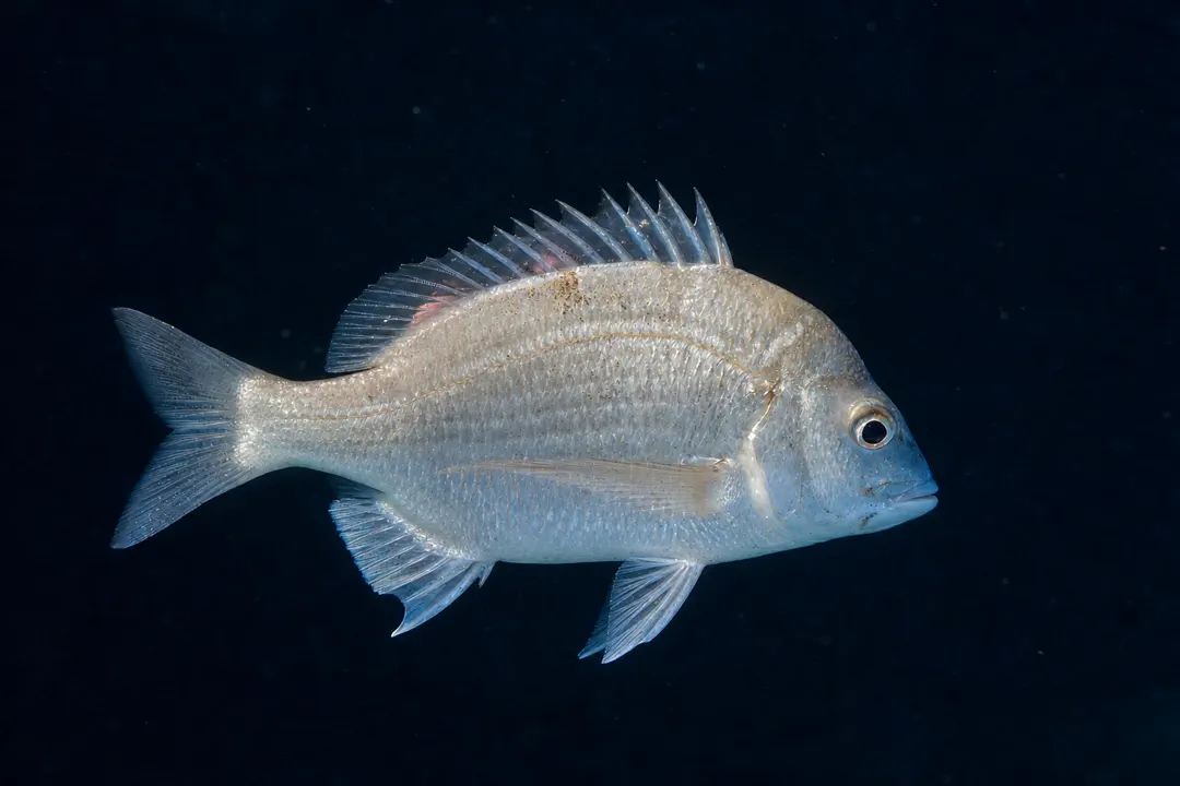 Northwest Black Bream (Acanthopagrus palmaris)