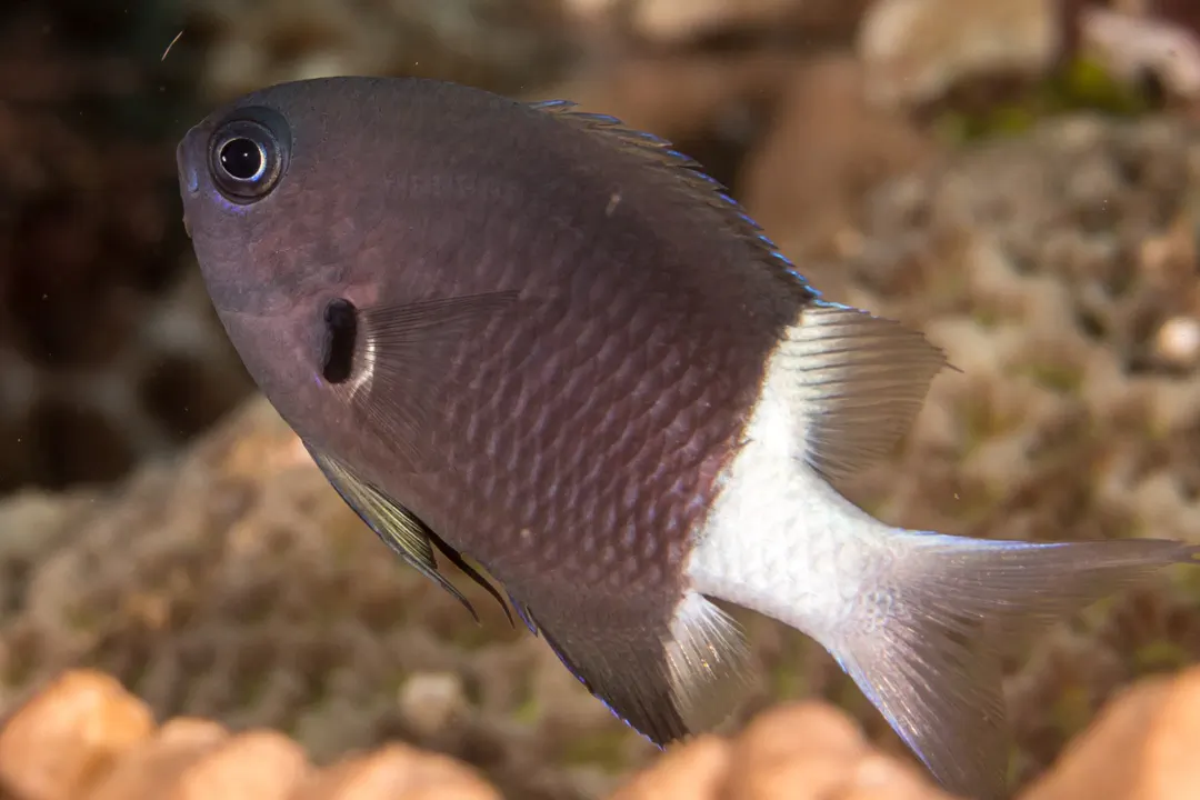 Bicolor Chromis