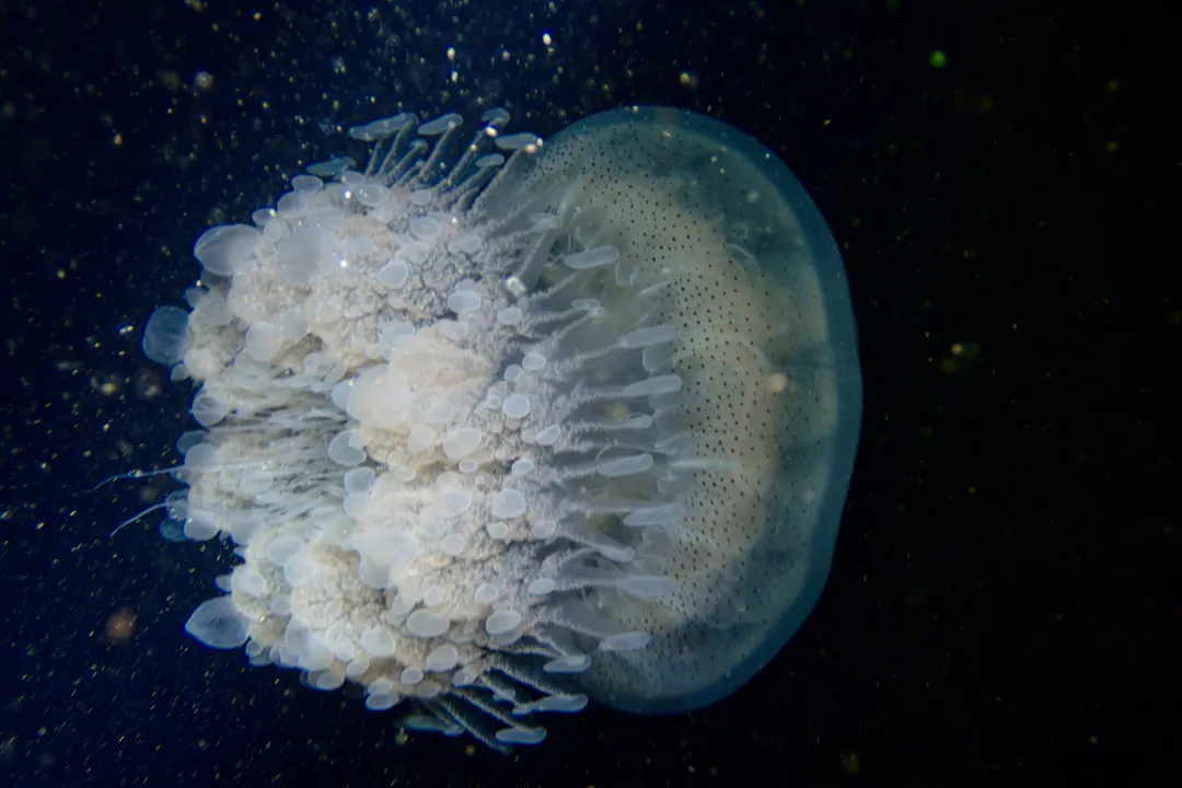 Rhopilema hispidum