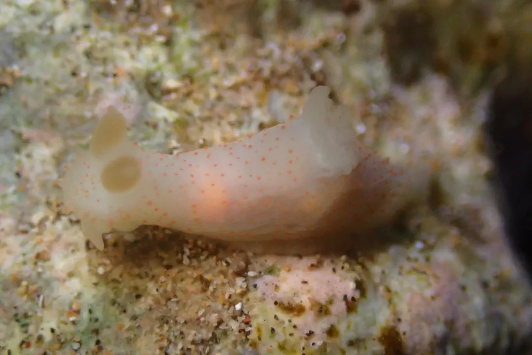 Lemon Gymnodoris