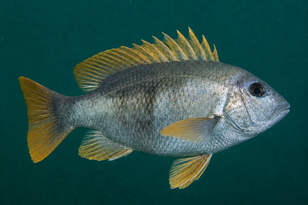 Mozambique Large-eye Bream (Wattsia mossambica)