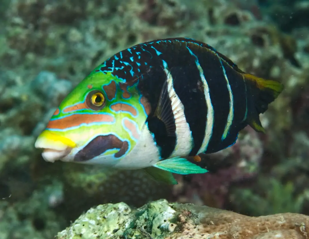 Seabook: Barred Thicklip (male)