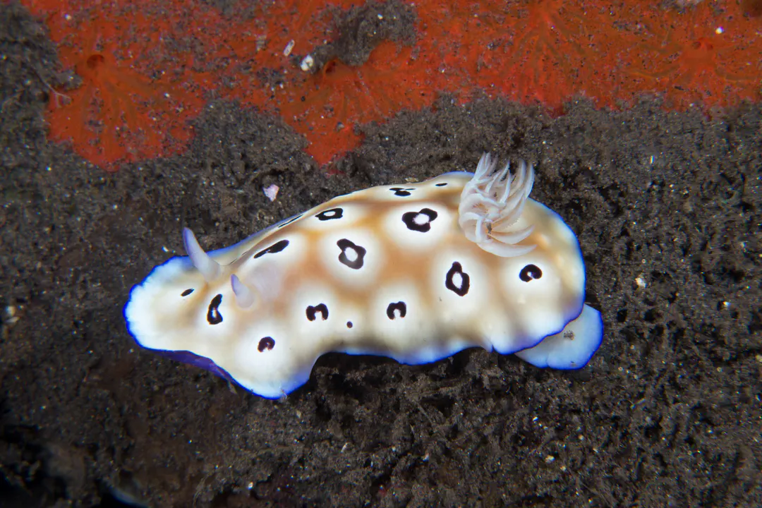 Leopard Nudibranch (pale) (Goniobranchus leopardus)