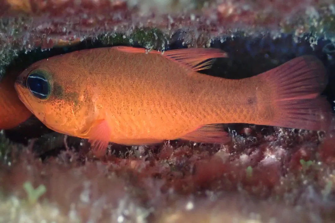 Mediterranean Cardinalfish (Apogon imberbis)