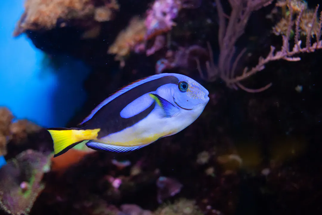 Palette Tang (yellow belly) (Paracanthurus hepatus)