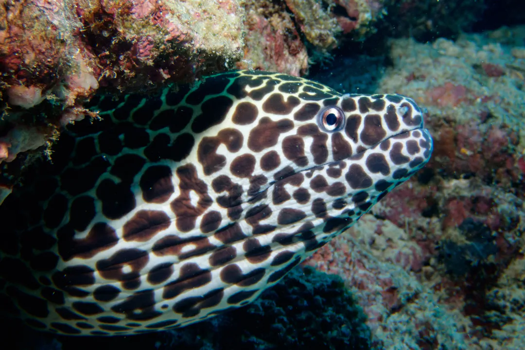 Blackspotted moray