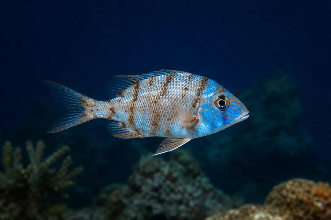 Robinson`s Seabream (Gymnocranius grandoculis)