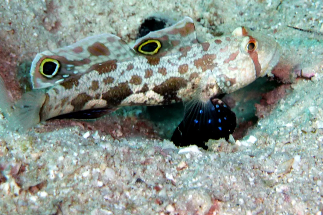 Signal Goby (Signigobius biocellatus)