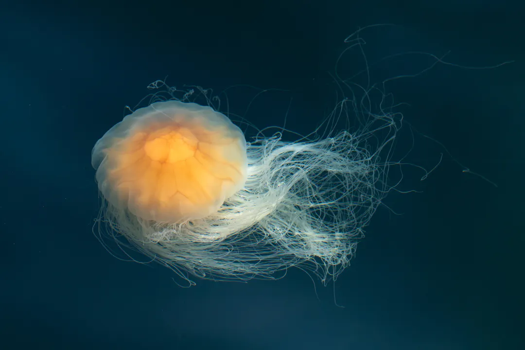 Lion's Mane Jelly
