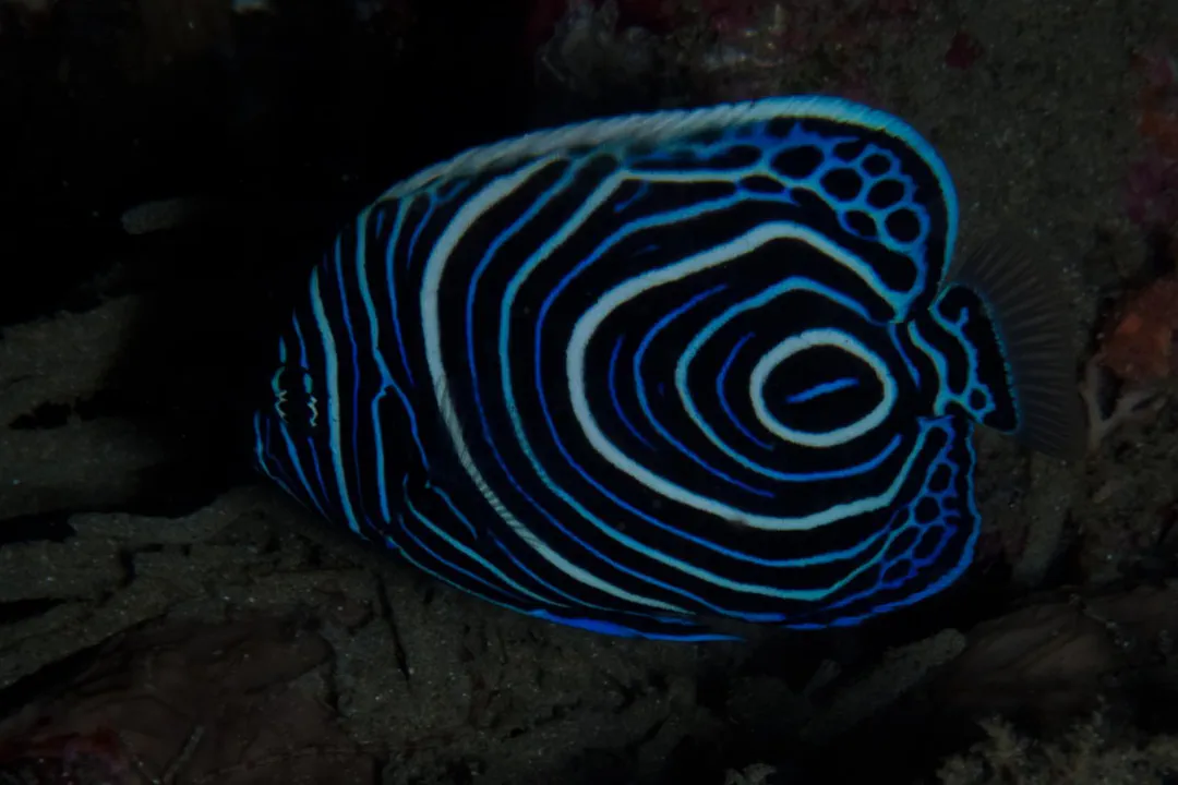Emperor Angelfish (juvenile) (Pomacanthus imperator)