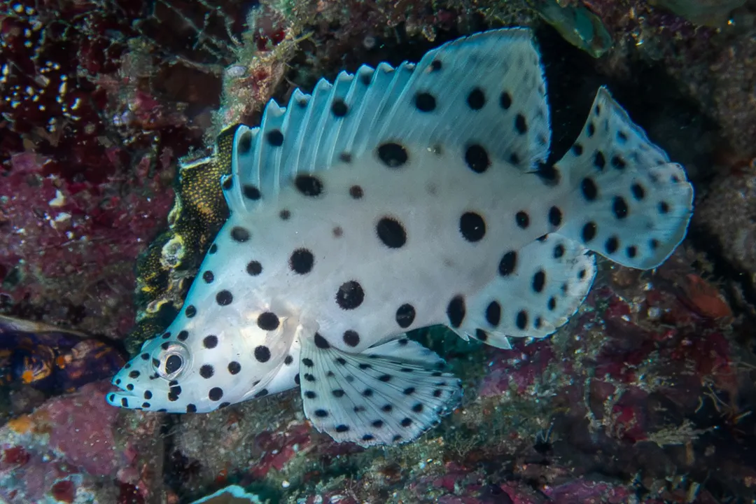 Humpback Grouper (juvenile) (Cromileptes altivelis)