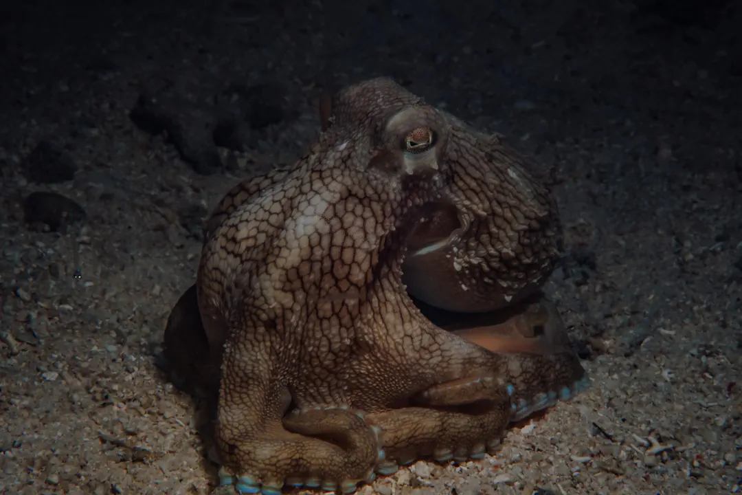 Coconut Octopus