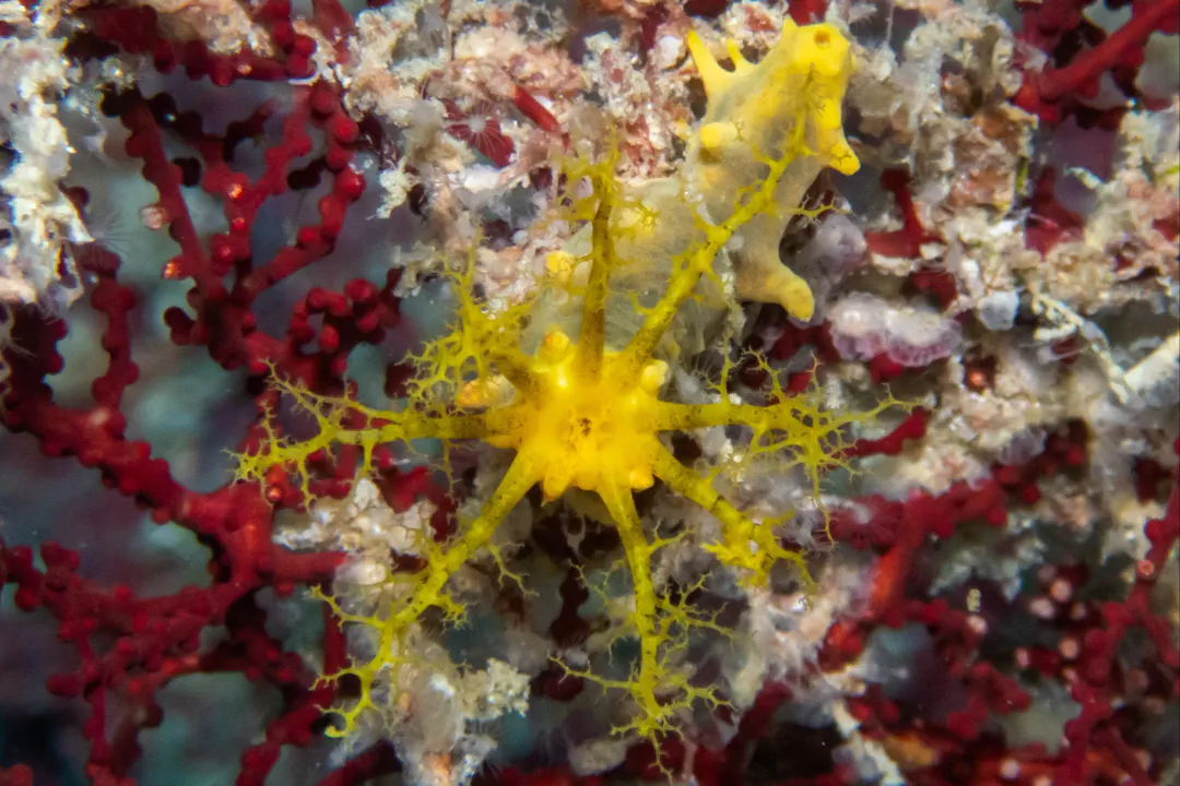 Yellow Sea Cucumber (Colochirus robustus)