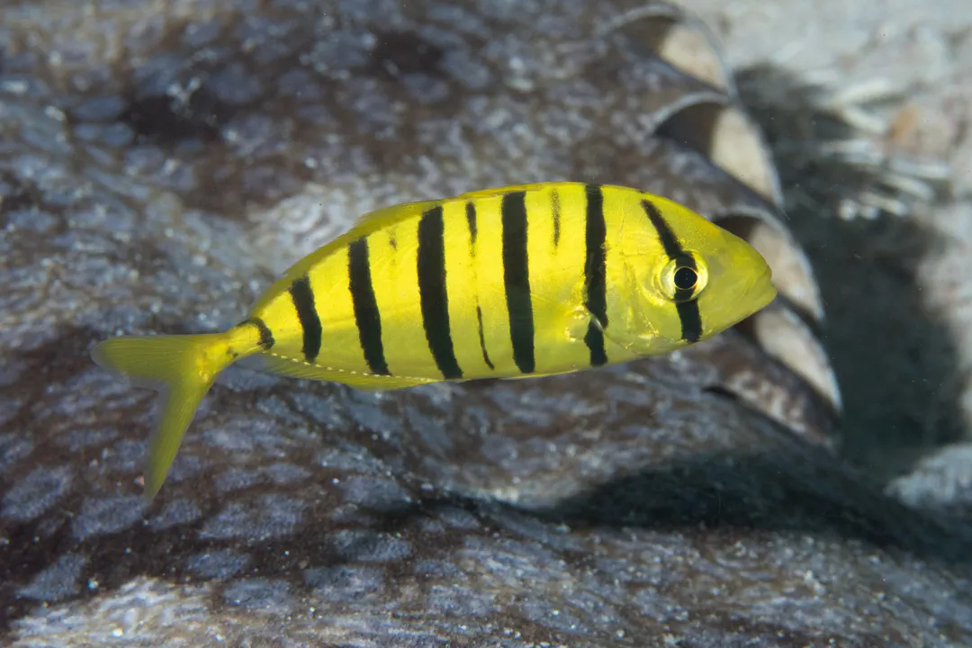 Golden trevally (juvenile) (Gnathanodon speciosus)