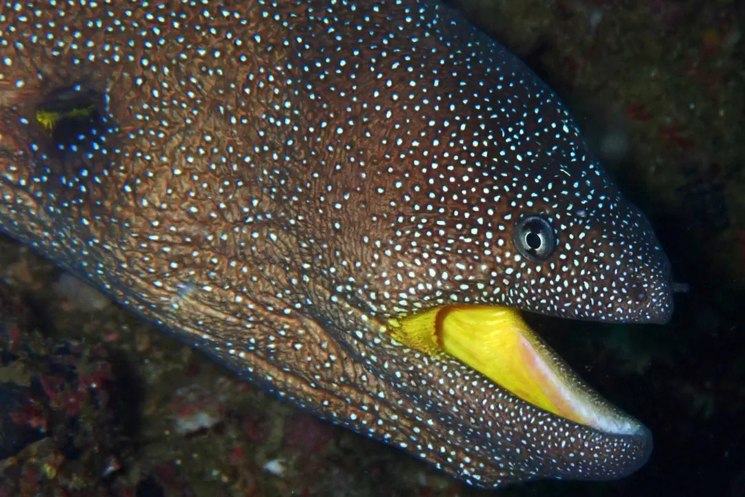 Yellowmouth Moray (Gymnothorax nudivomer)