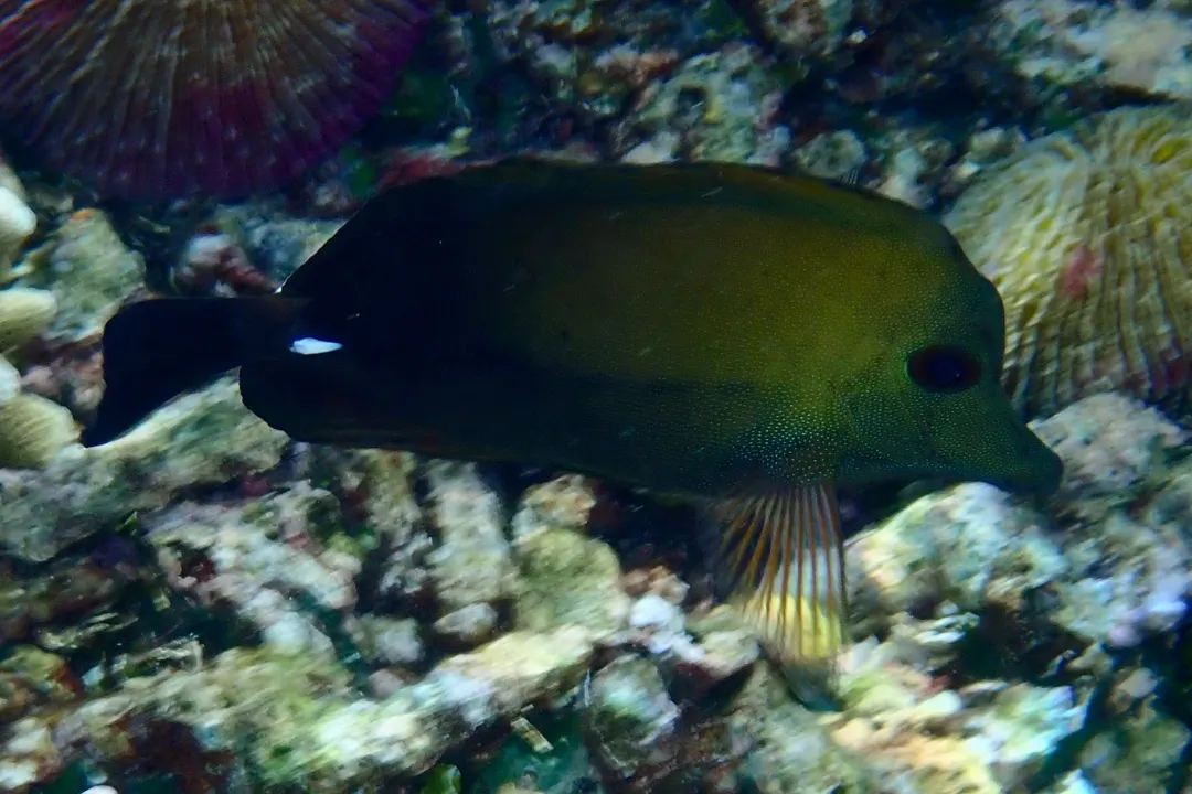 Brown Tang (pale)