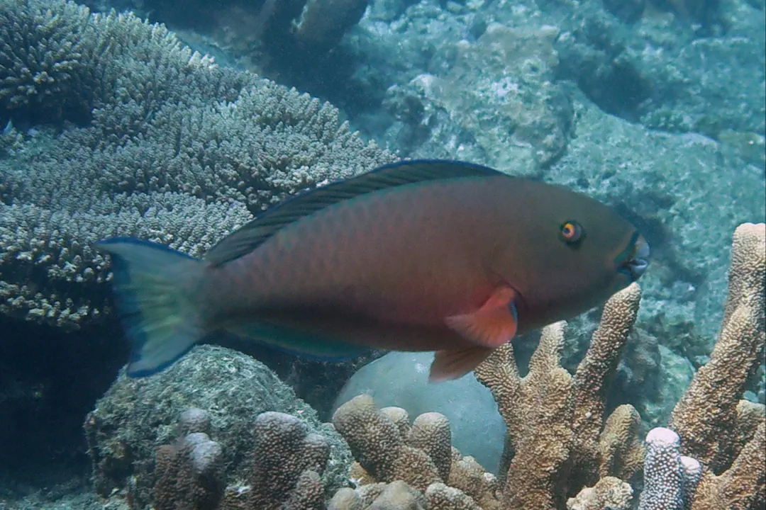 Roundhead Parrotfish (female) (Chlorurus strongylocephalus)