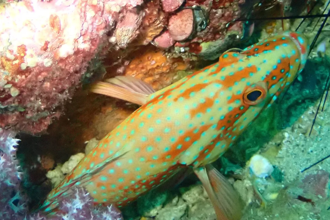 Coral Grouper (pale) (Cephalopholis miniata)