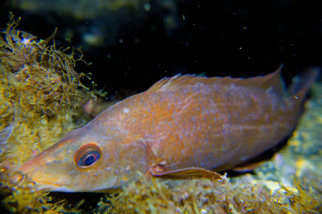 Ballan Wrasse