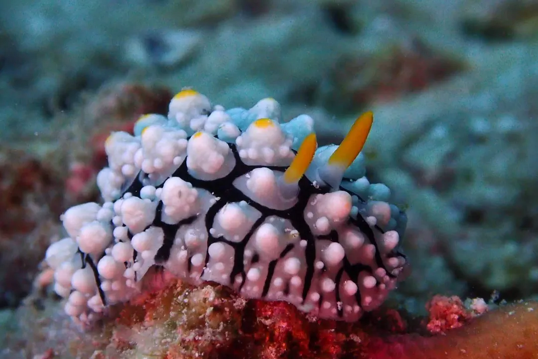 Elegant Phyllidia