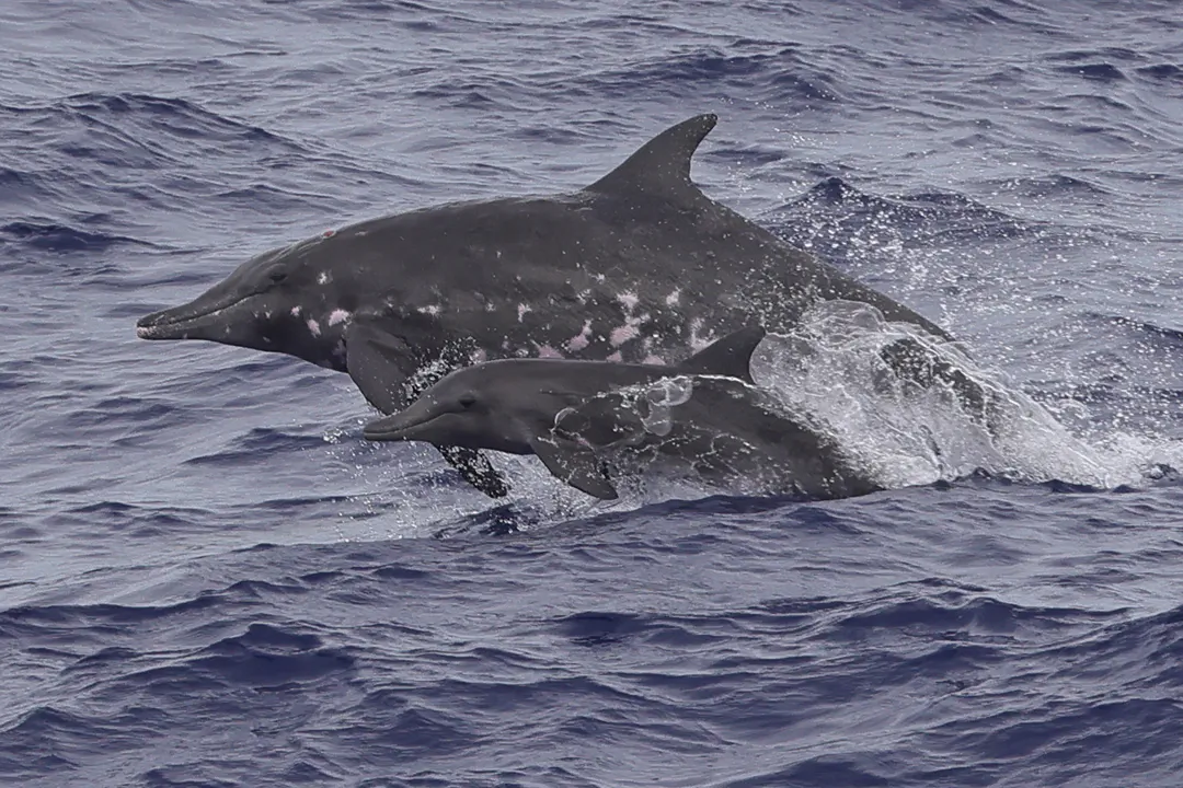 Rough-toothed Dolphin
