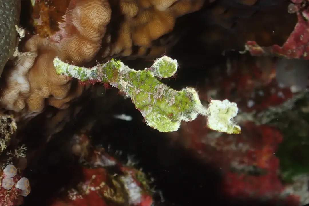 Halimeda Ghost Pipefish (green)