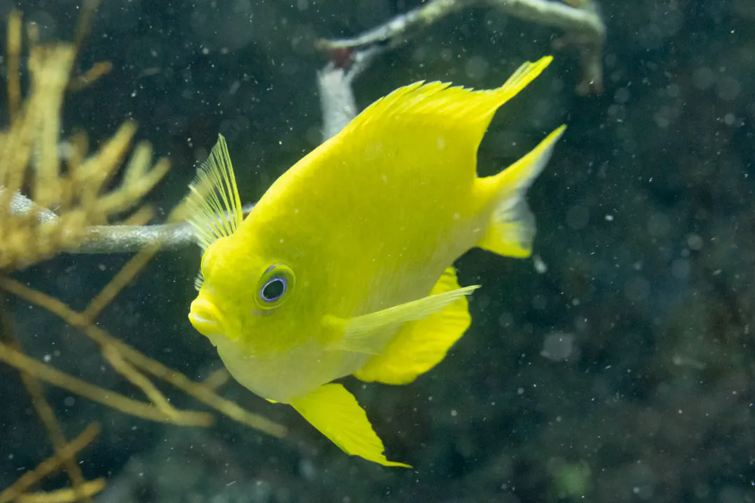 Golden Damselfish (Amblyglyphidodon aureus)