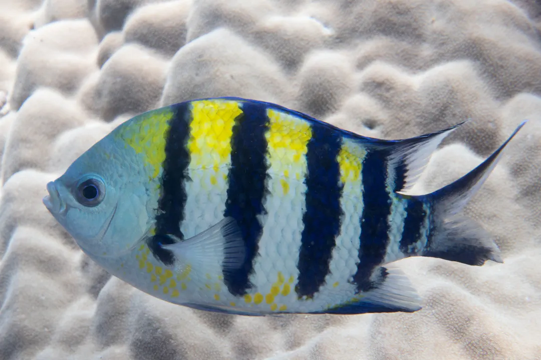Indo-Pacific Sergeant (Abudefduf vaigiensis)