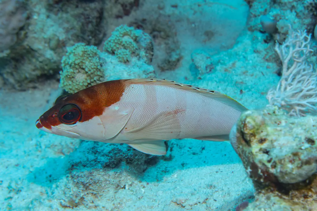 Blacktip Grouper
