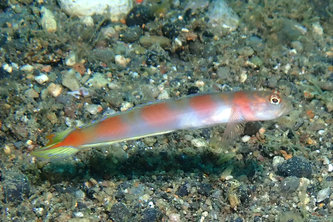 Flagtail Shrimpgoby (Amblyeleotris yanoi)
