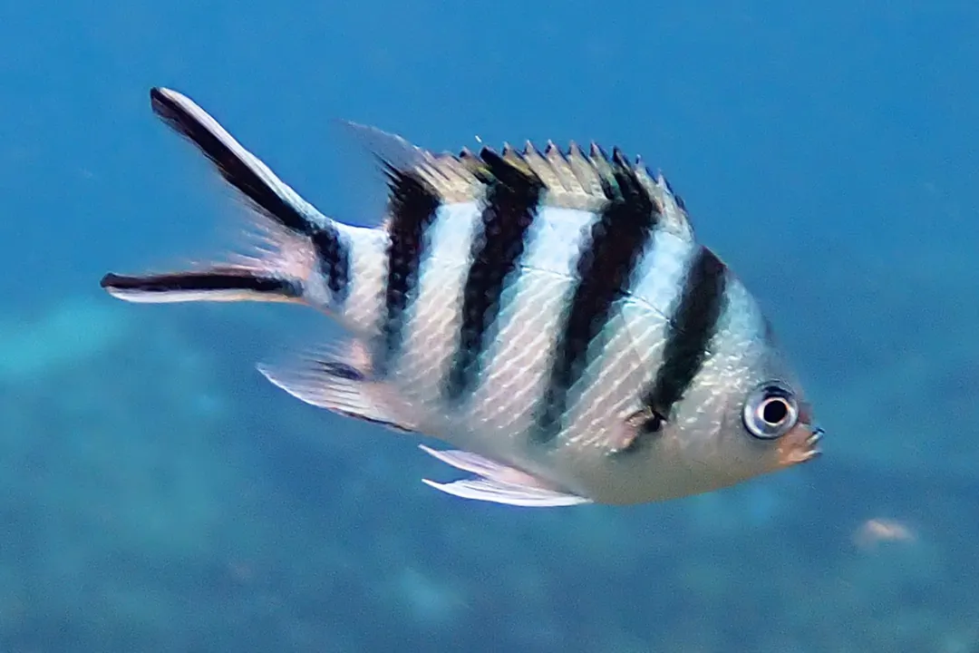 Scissortail Sergeant (Abudefduf sexfasciatus)
