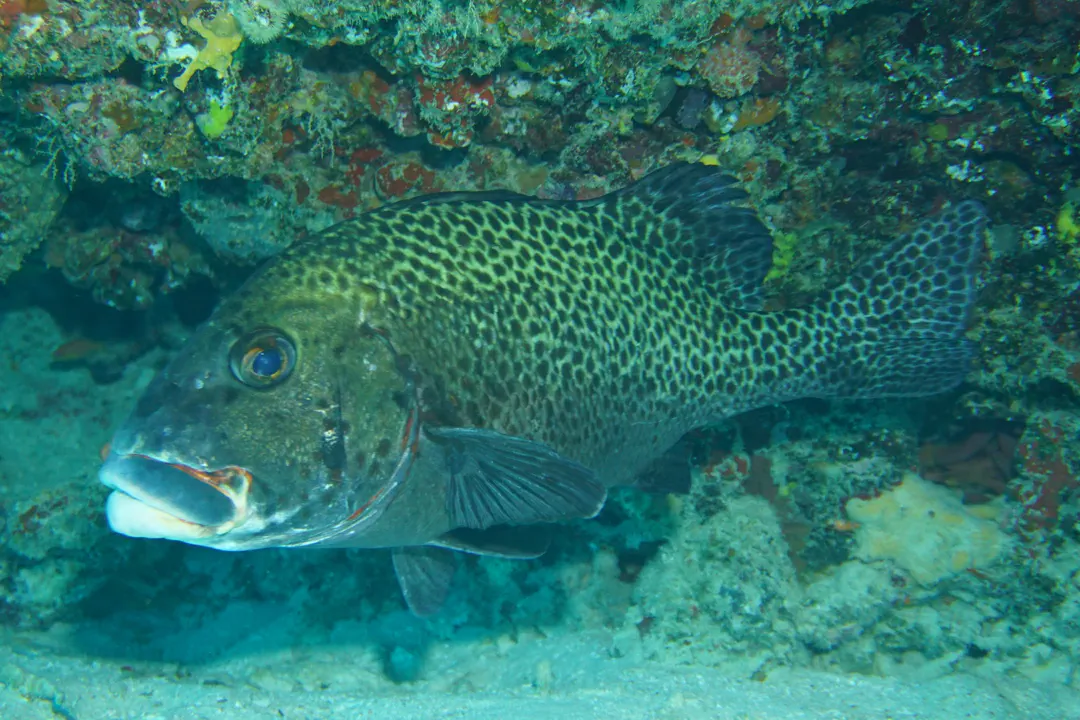 Harlequin Sweetlips