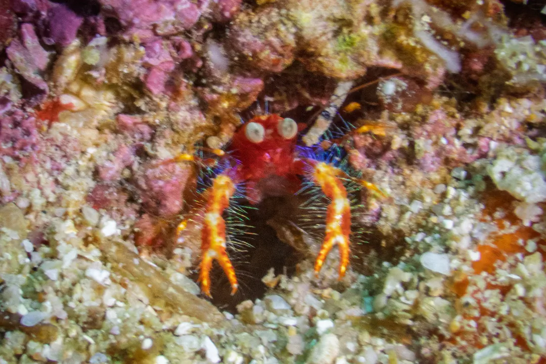 Olivar's Squat Lobster