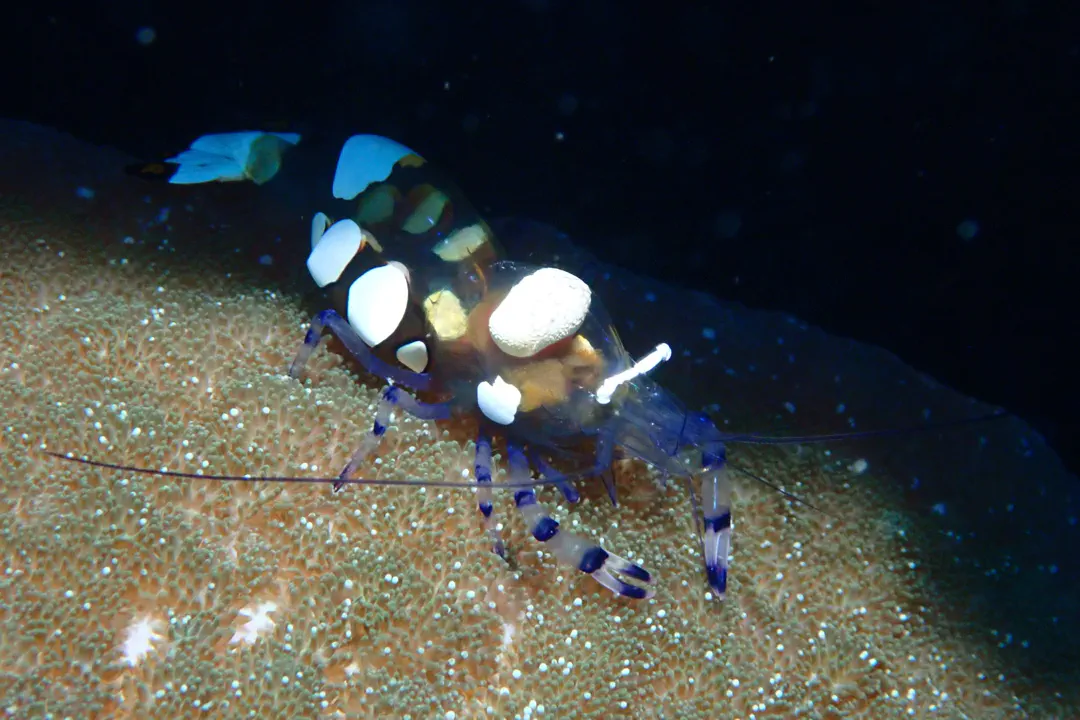 Peacock-tail Anemone Shrimp (Periclimenes brevicarpalis)