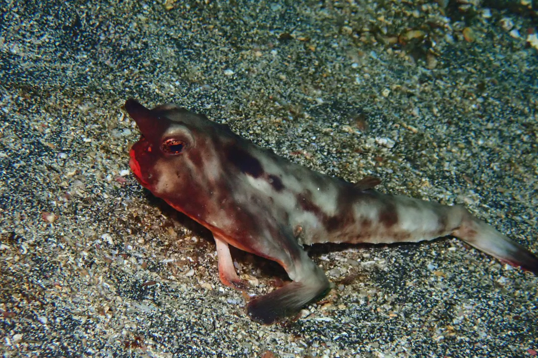 Red-lipped Batfish (Ogcocephalus darwini)