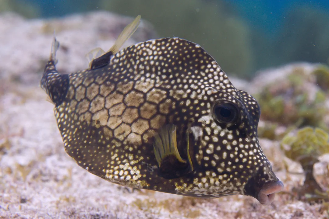 Smooth Trunkfish (Rhinesomus triqueter)