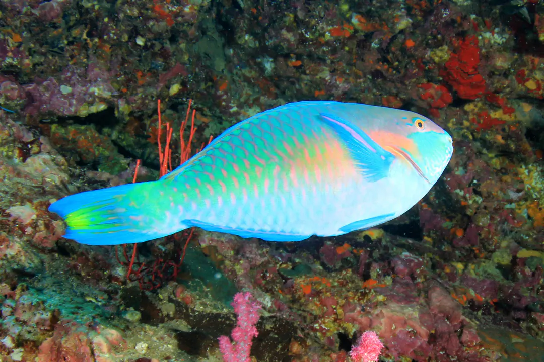 Bleeker's Parrotfish (male)