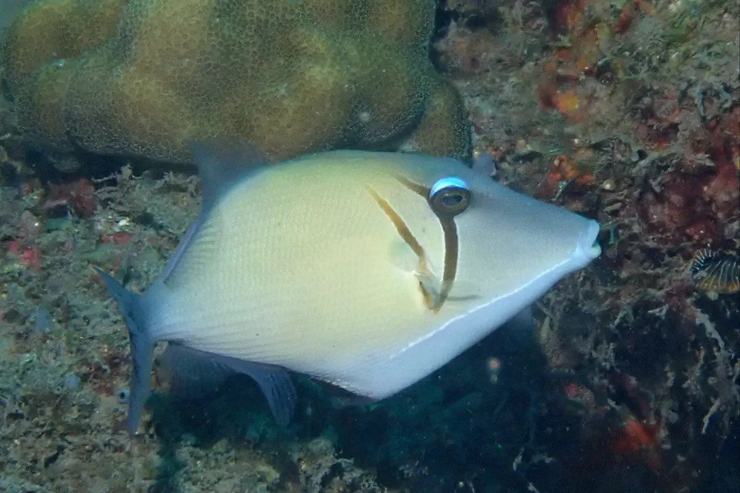 Lei Triggerfish (Sufflamen bursa)