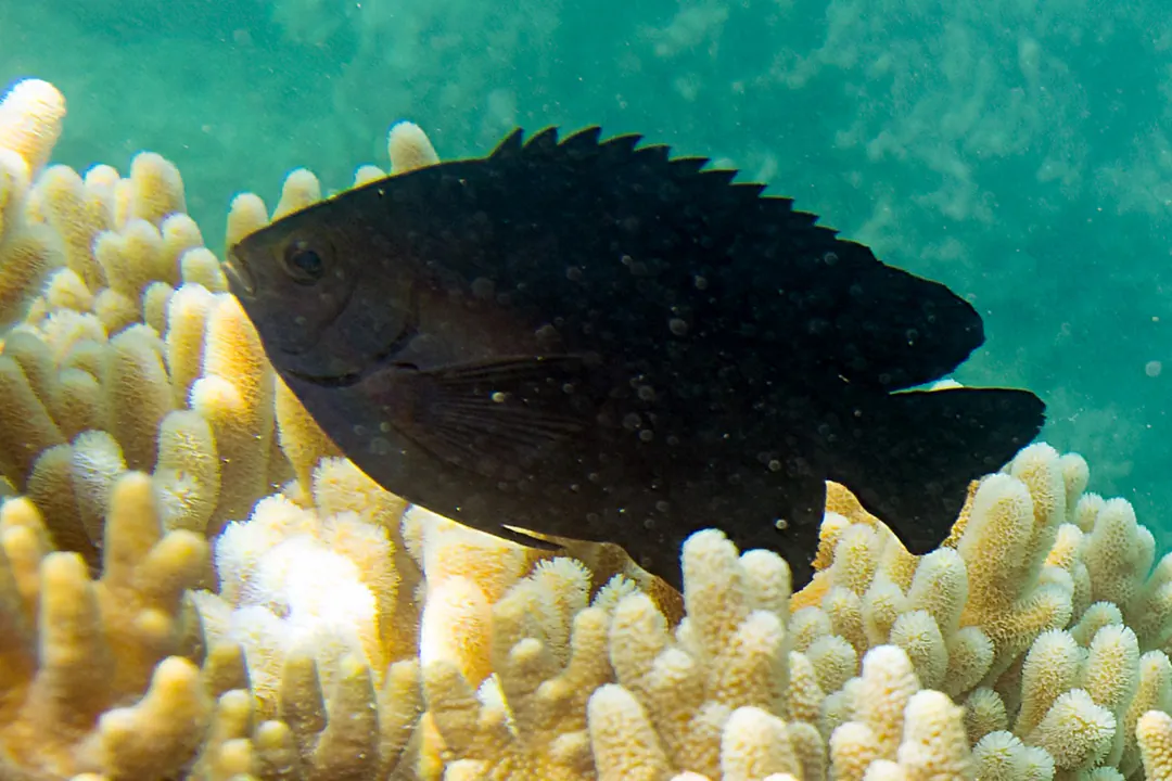 Black Damsel (Neoglyphidodon melas)
