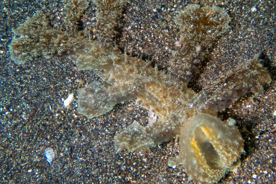 Wonderous Melibe Slug