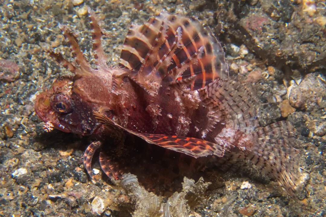 Dwarf Lionfish (striped)