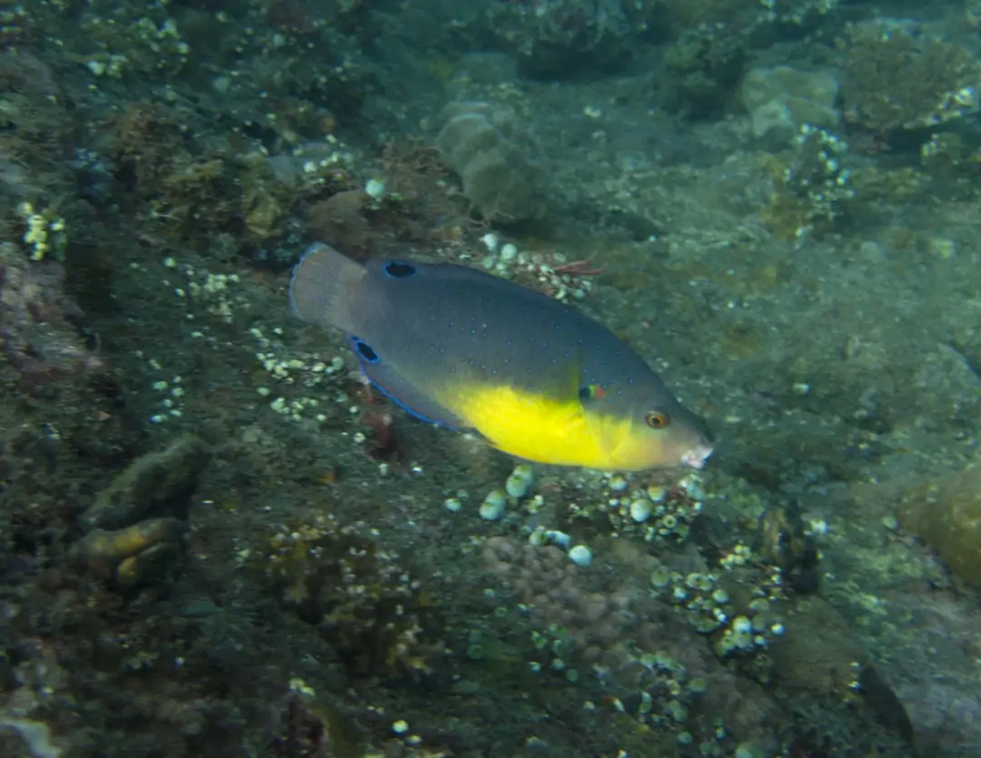 Seabook: Yellowbreast Wrasse