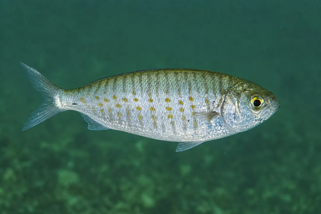 Australian Herring (Arripis georgianus)