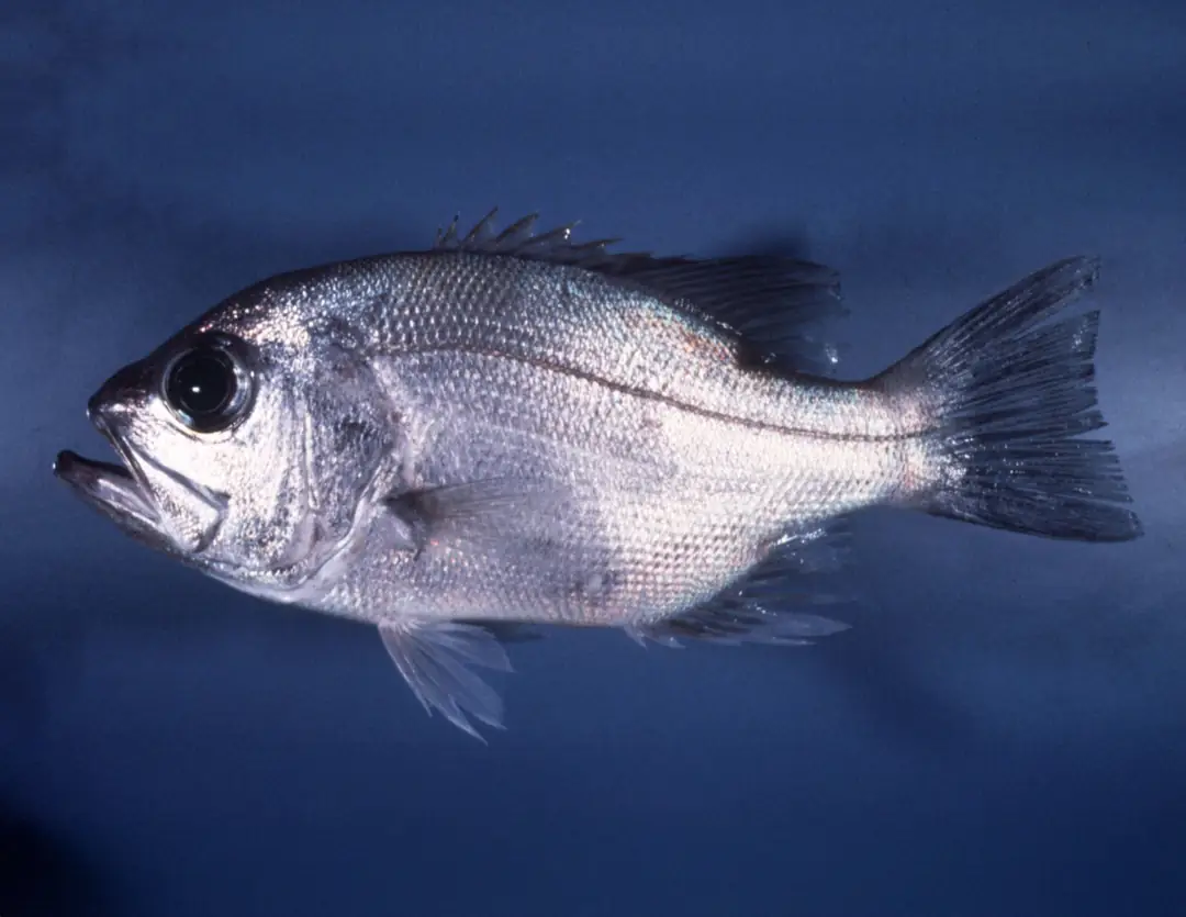 Seabook: Northern Pearl Perch